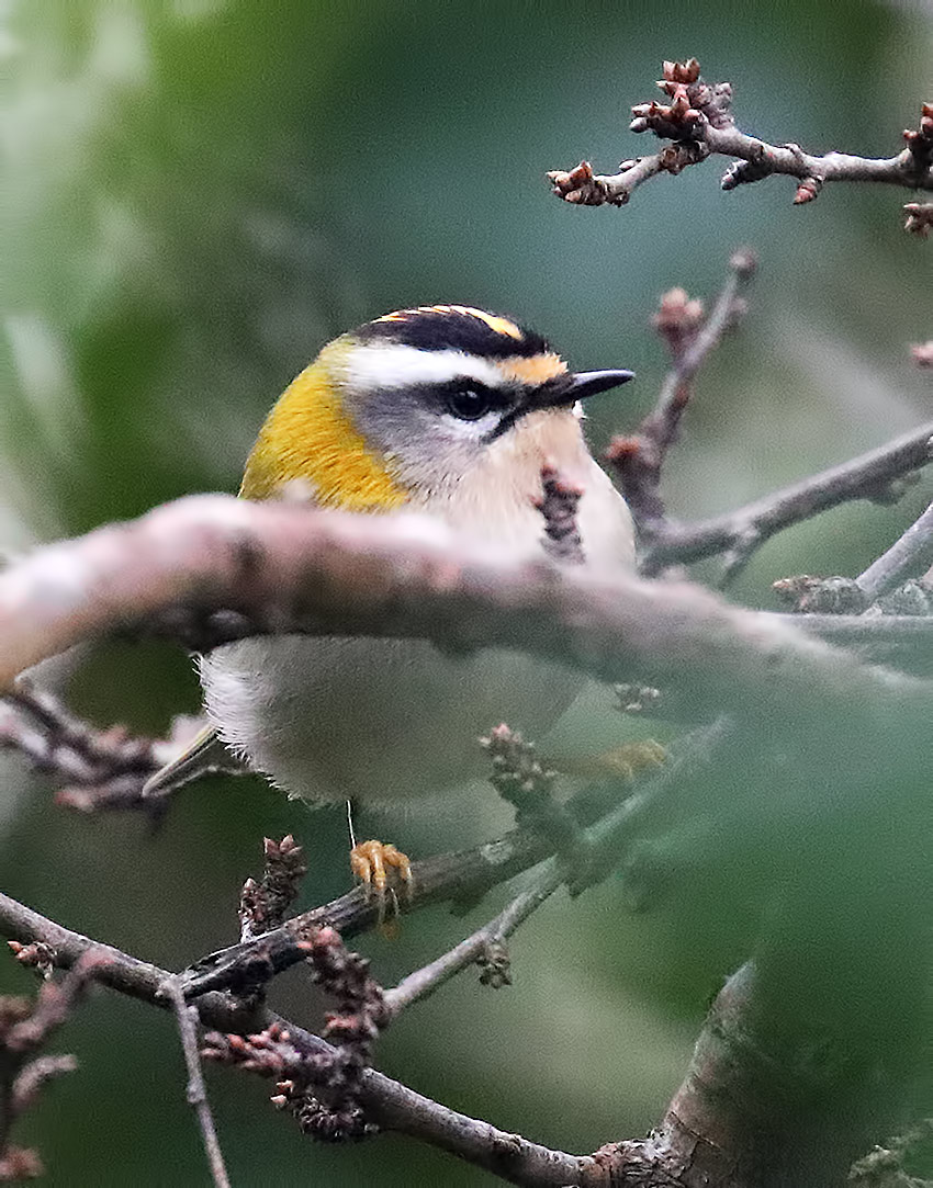 firecrest